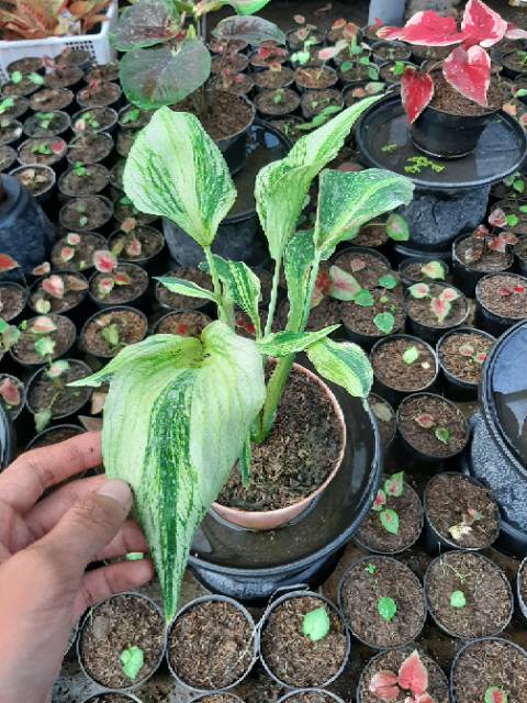 Keladi White Garuda Keladi Hias White Garuda Caladium White Garuda Murah Shopee Indonesia