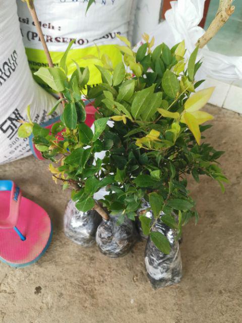 Tanaman Jambu Air Madu Deli Hijau (buy 1 Get 1)