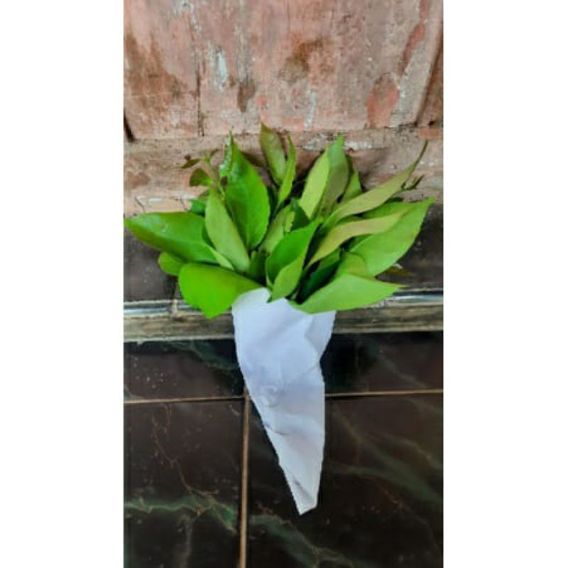 

Jual daun salam segar 300gram