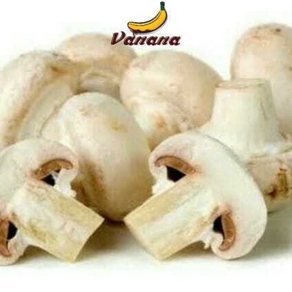 

jamur kancing atau champignon 1kg (1000g)