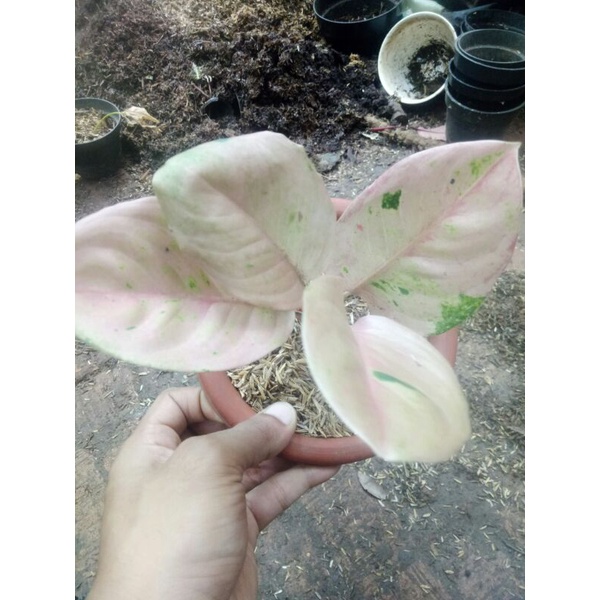 Bunga aglonema emerald-Aglonema emeralda-Tanaman hias aglonema emerald-Aglonema emerald-Emerald