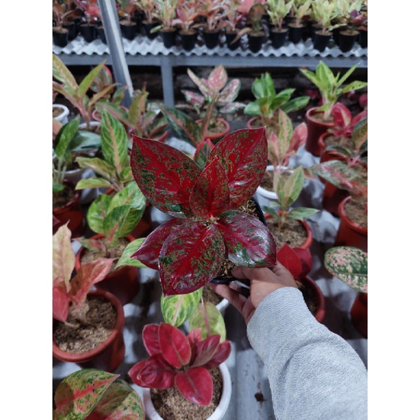 aglonema red stardust