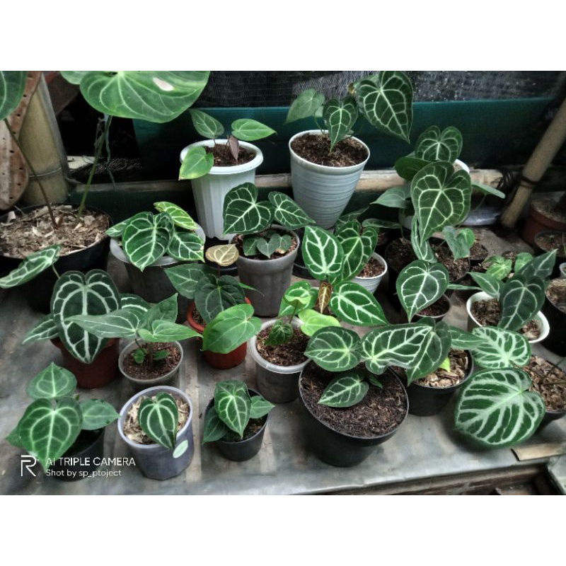 anthurium kuping gajah hybrid