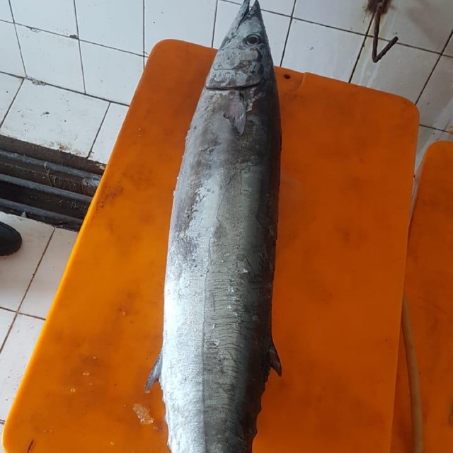 

Ikan tenggiri