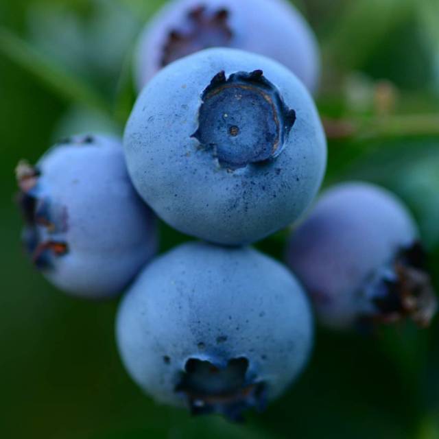 Buah Blueberry Segar | Fresh Blueberry