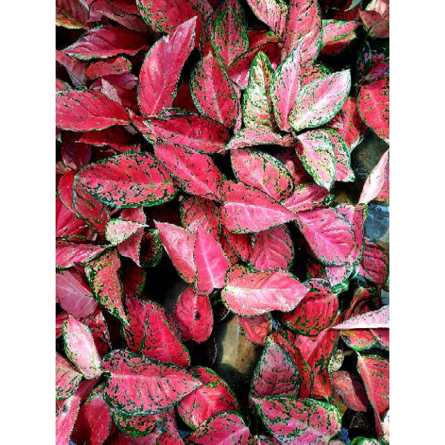 [✅COD] BIG APPLE - (AGLONEMA REMAJA) / AGLONEMA BIGAFEL / BIG APEL