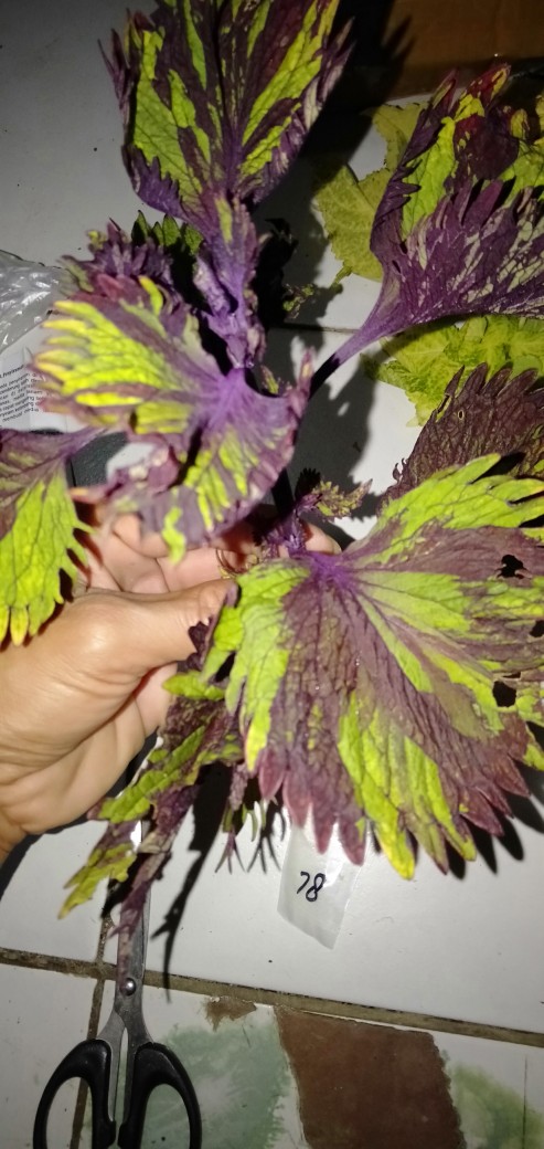 No 31 Tanaman Hias Miana/coleus/iler/jawe Kotok