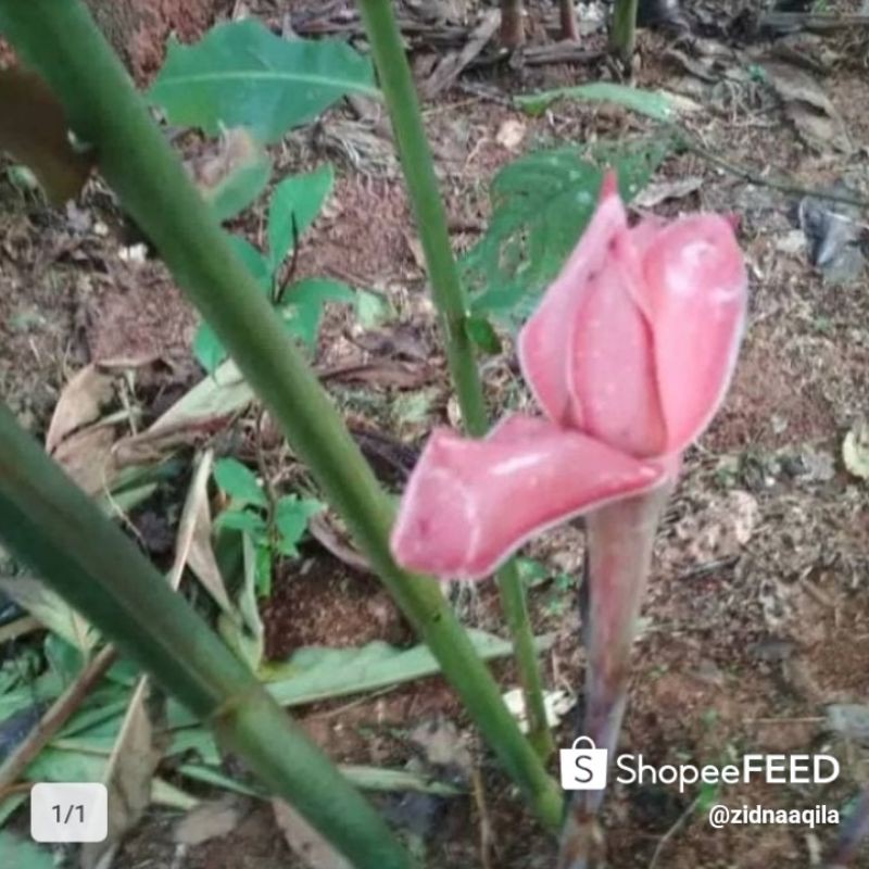 

kecombrang 1kg
