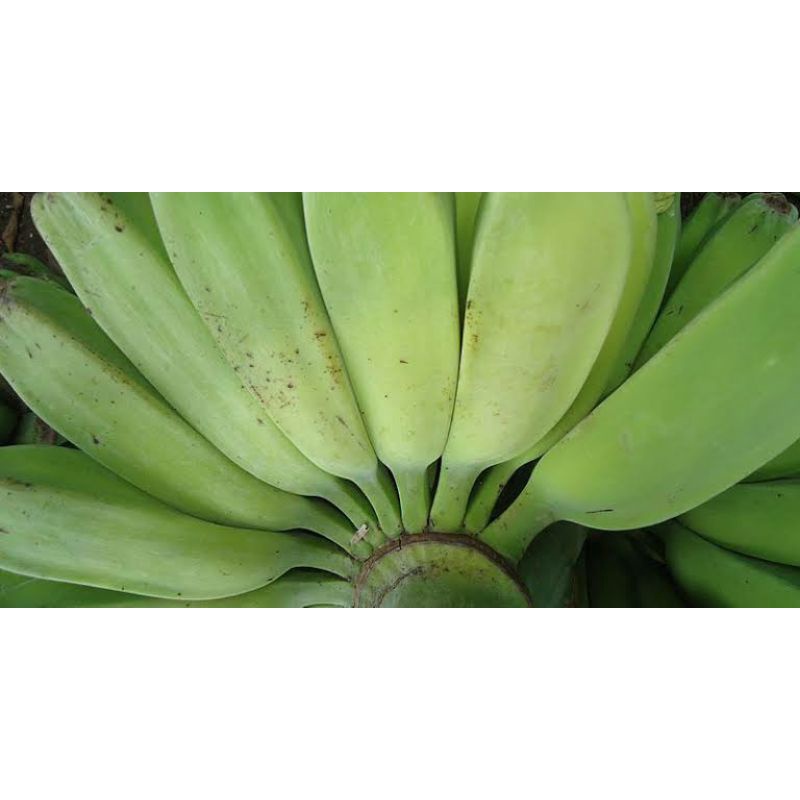 BIBIT PISANG KEPOK PUTIH MURAH