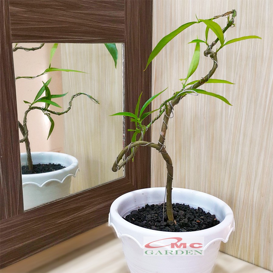 Tanaman Hias Obat Bonsai Pohon Mahkota Dewa Simalakama B-MD-001