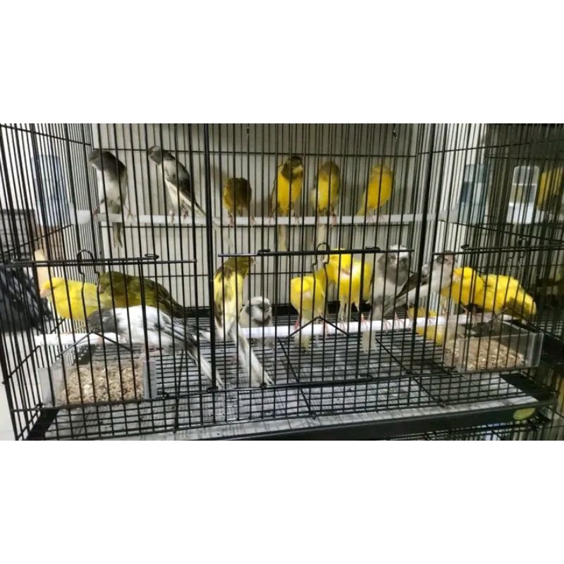 kenari loper gacor warna putih