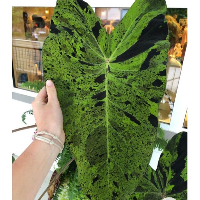 Bibit Tanaman Hias Colocasia Mojito Varigata