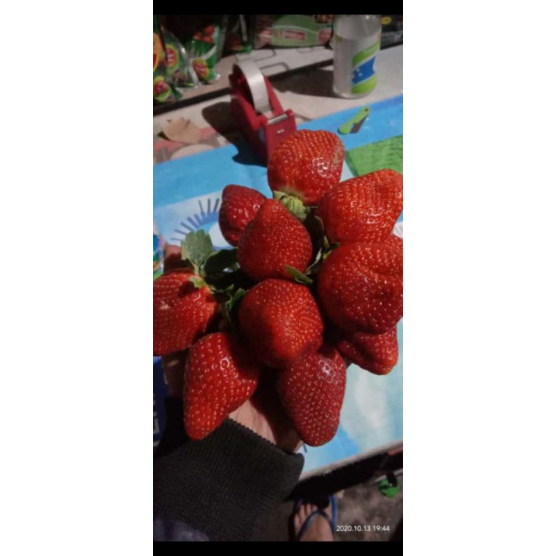 Bibit Strawberry Jumbo Premium