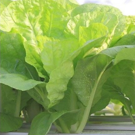 Benih Sawi Samhong King