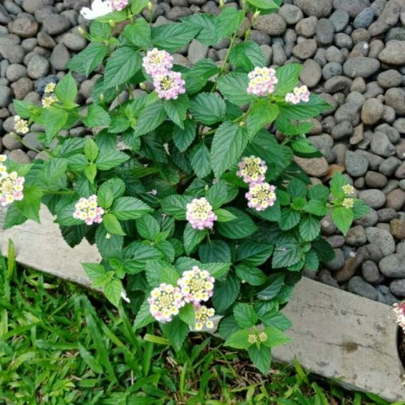 tanaman hias lantana bunga Putih,ping,merah,kuning