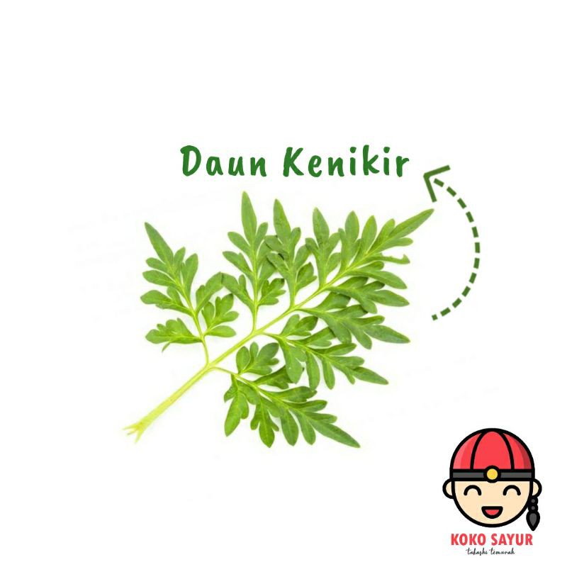 

[SAYUR EMAK] PALING FRESH!!! DAUN KENIKIR 1 IKAT / SAYUR SEGAR