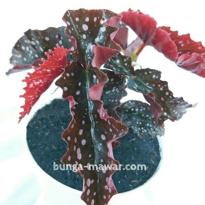 Jual Begonia Polkadot Merah Terlaris