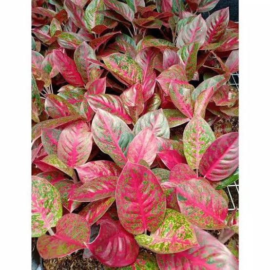 Tanaman hias Aglonema Red Stardust BIBIT/ANAKAN