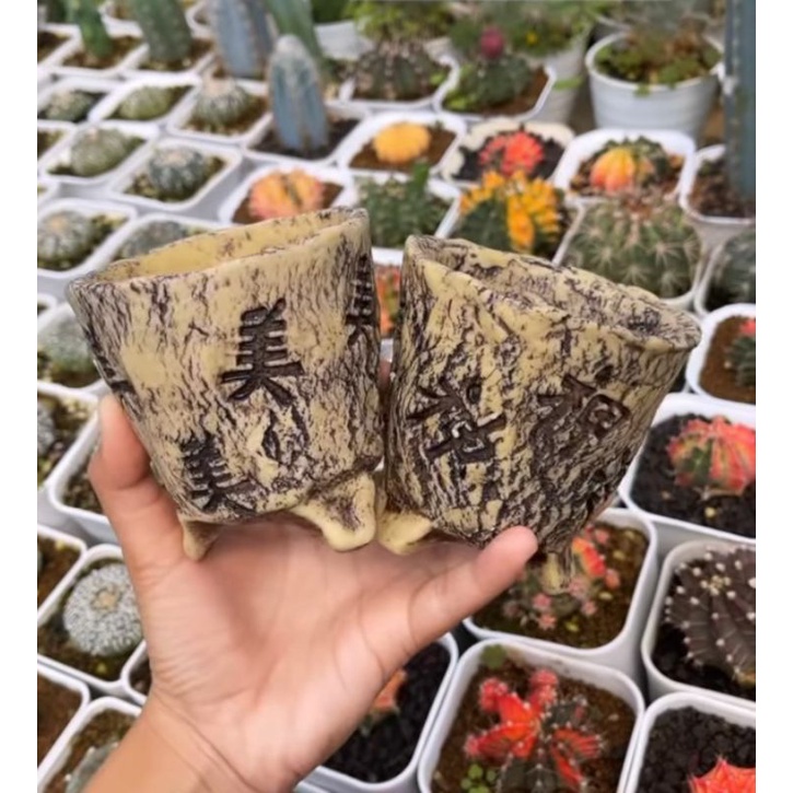 Pot Kaktus Premium