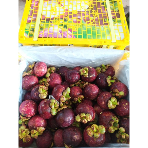 

buah manggis manis dan segar