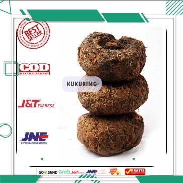 Umbi Porang Bibit Porang Umbi Super Murah Bergaransi Ecer