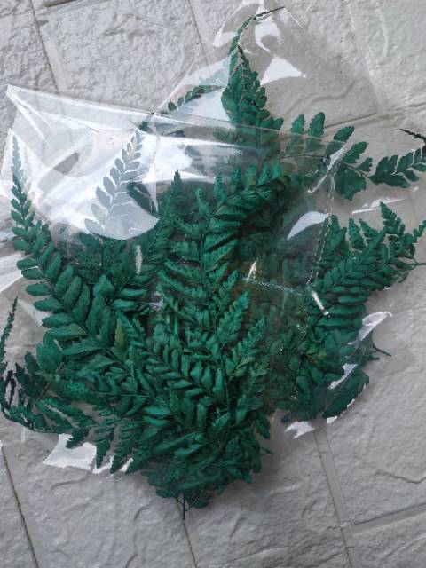 Daun paku kering dan pakis l flower DIY