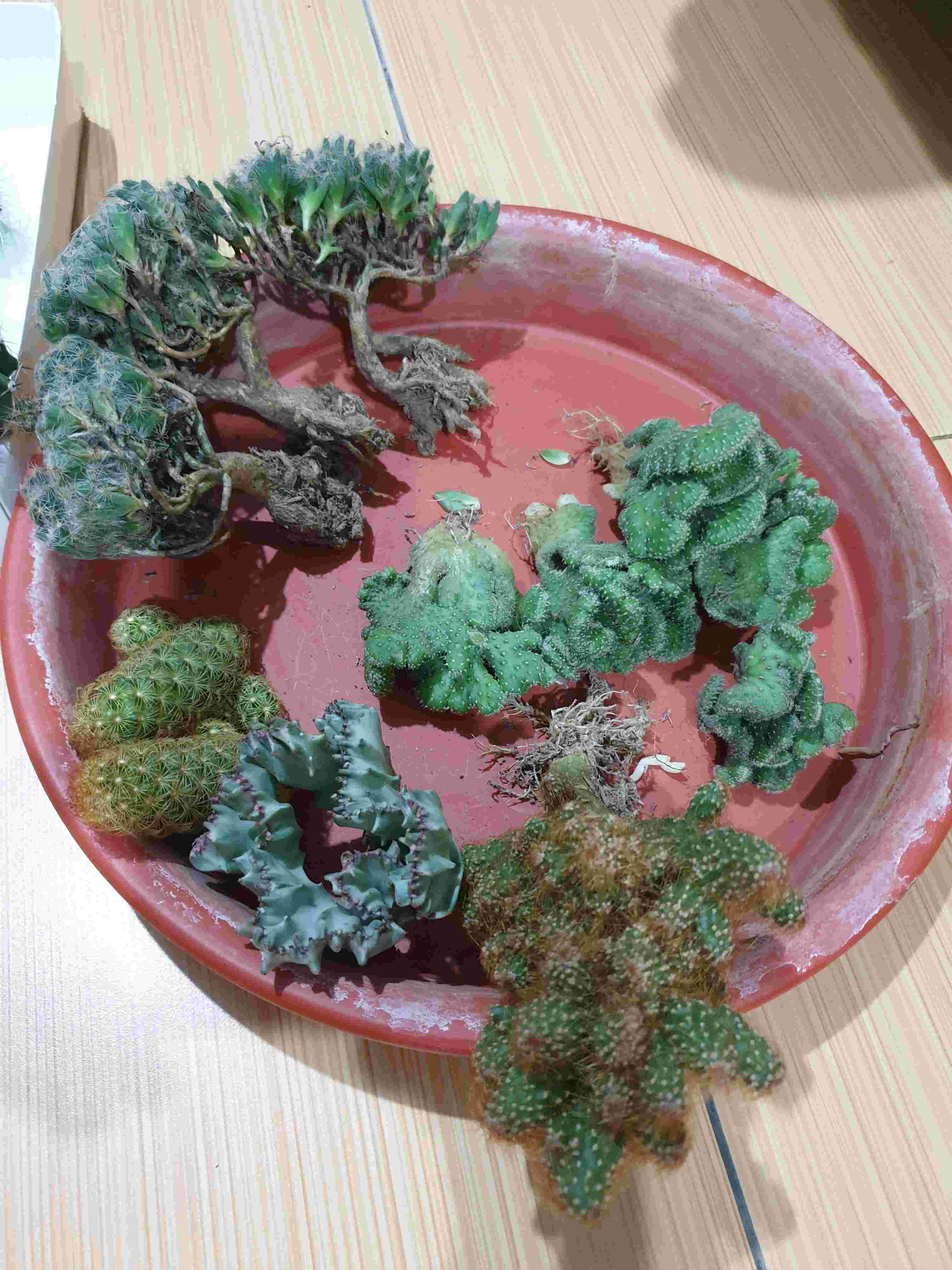 Paket Tanaman Hias Sukulen Sekulen Medium Random