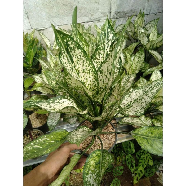aglonema snow white  rimbun