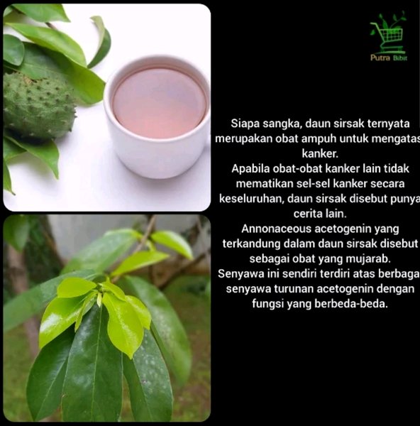 Daun Sirsak Segar 250gram Bahan Herbal Obat Wasir Ginjal Diabetes Indonesia