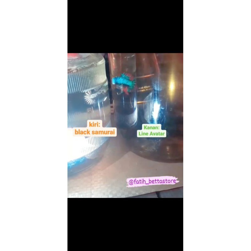 Ikan cupang black samurai dan Avatar