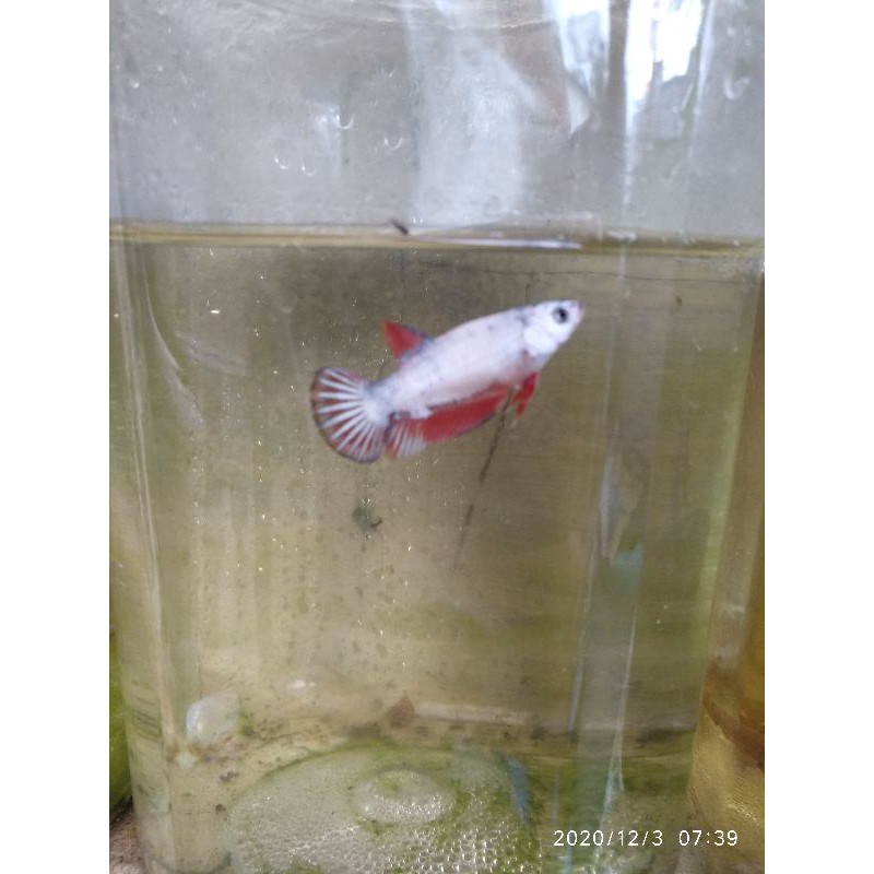 cupang female red dragon