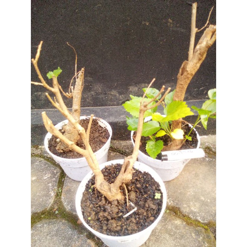 Bahan bonsai Mame murbei (bonggol kecil)