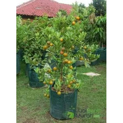 Asli Tanaman Buah Jeruk Siam (Kecil Tapi Manis) Dm12