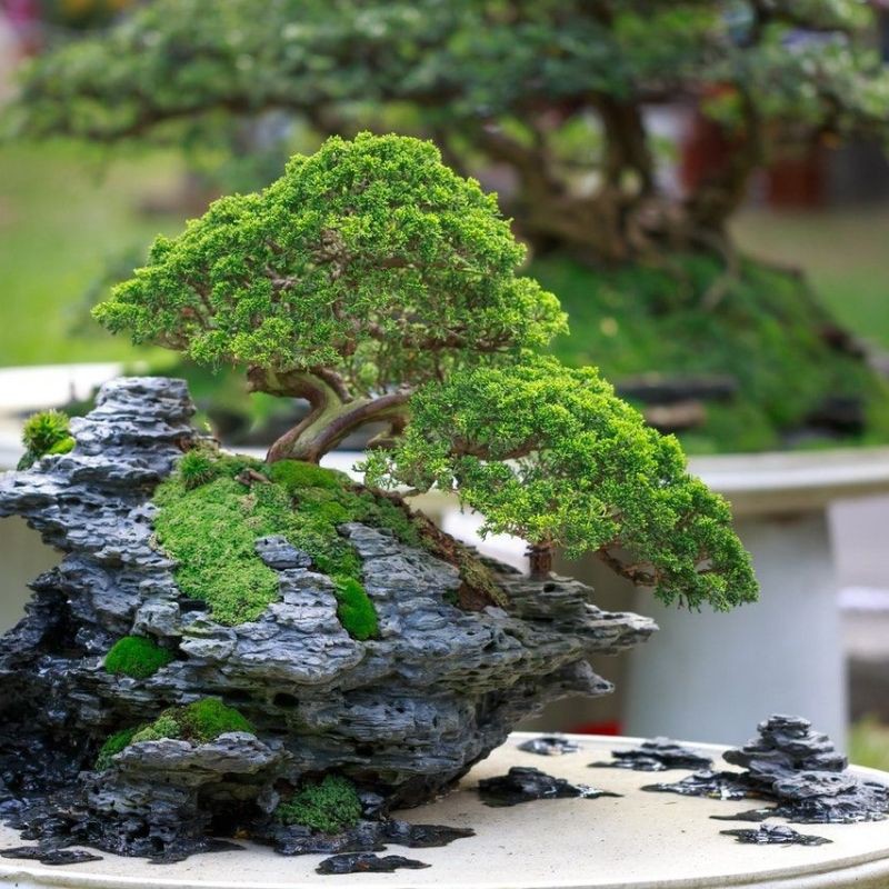 Bonsai cemara inoki