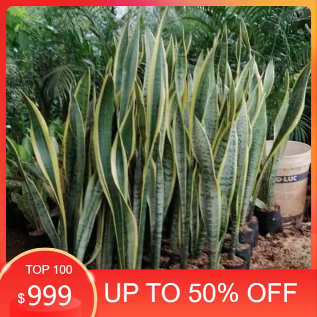 Sansivera lidah mertua tinggi 1 meter