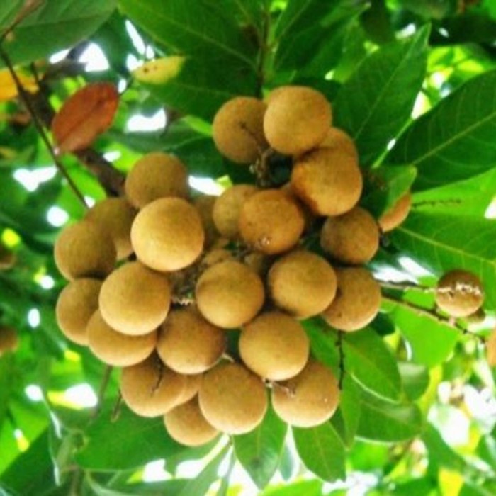 Bibit Tanaman Buah KELENGKENG PINGPONG Premium