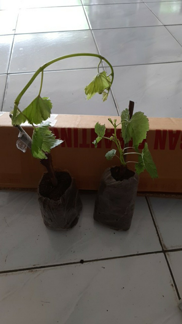 Bibit Anggur Import Ninel (grafting)
