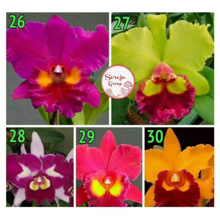 Bibit / Seedling Tanaman Hias Bunga Anggrek Dendrobium Cattleya