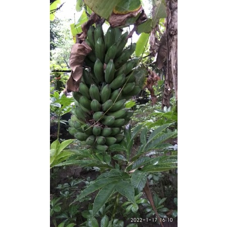 

pisang raja
