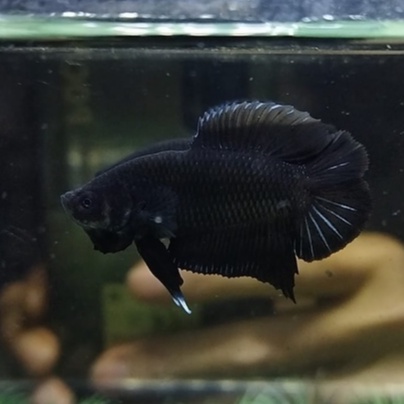 IKAN CUPANG PLAKAT DOUBLE TAIL/PKDT/DTPK BLACK LACE 100% REALPICT (KODE AR1)