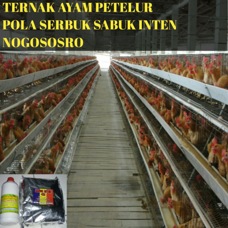 Serbuk Sabuk Inten 421 Nogososro Solusi Untuk Ternak Ayam Petelur Bebek Petelur Puyuh Murah Shopee Indonesia