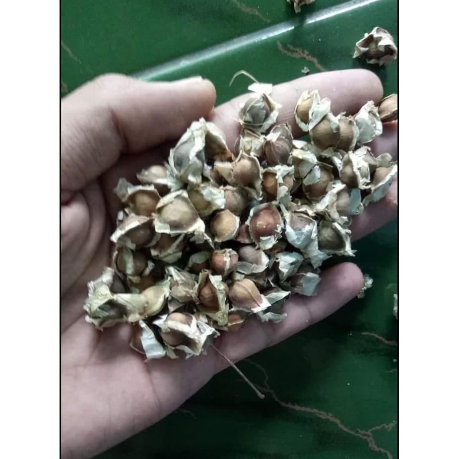 UNGGULAN! BENIH BIJI DAUN KELOR JUAL!  Shopee Indonesia