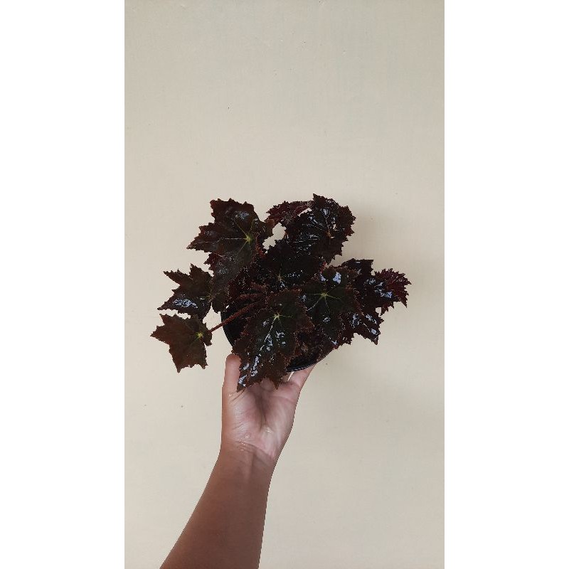 Begonia Black Velvet / Begonia Bintang