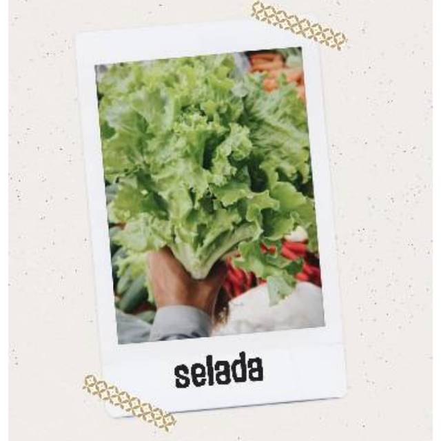 

Selada segar