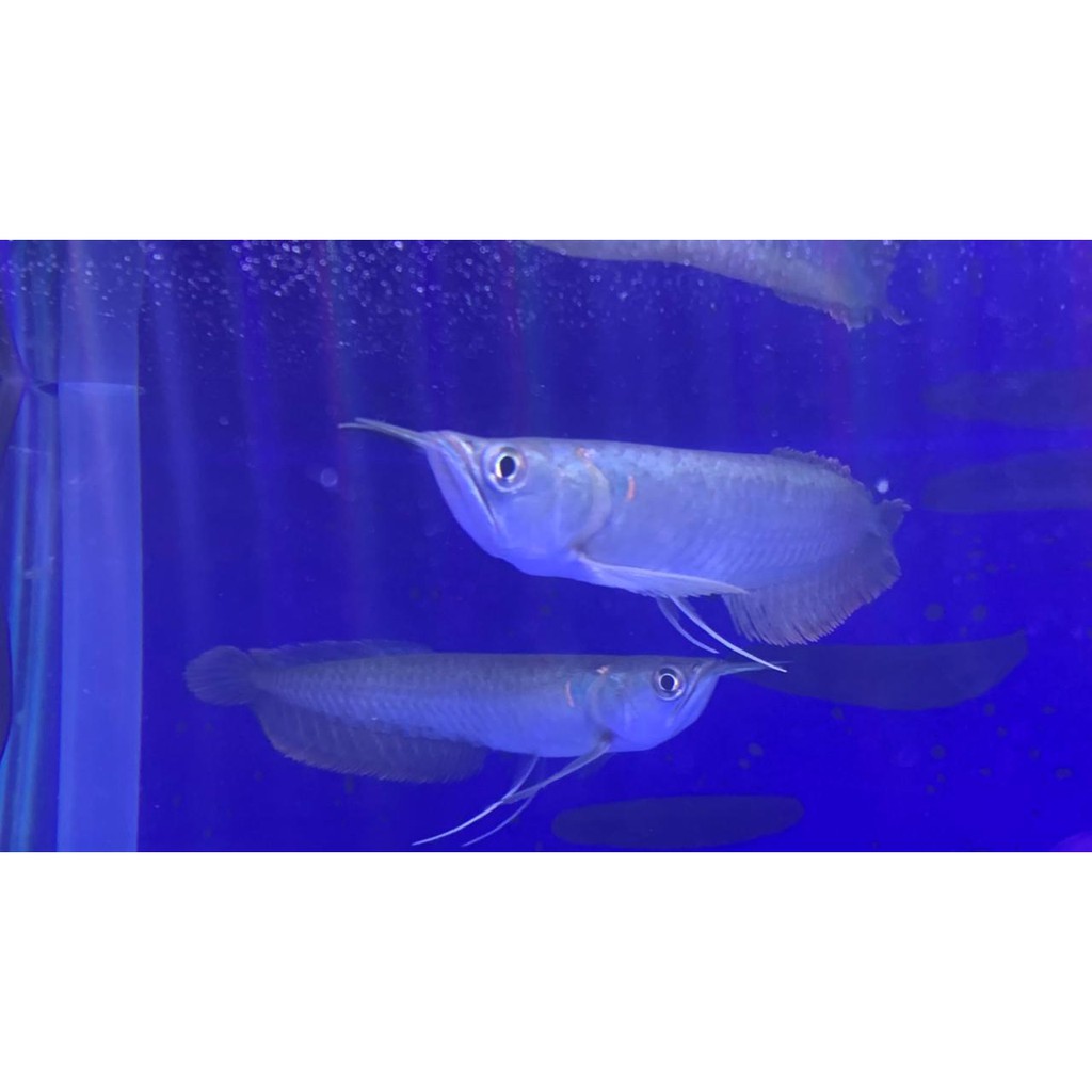 Ikan Arwana Silver Red Brazil - Ikan Arwana Ukuran 9-11cm