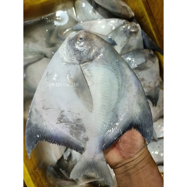 

ikan bawal putih size 3 per 1kg