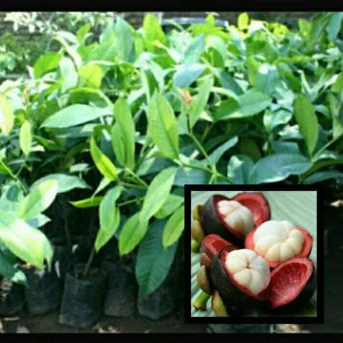bibit tanaman manggis tanpa biji