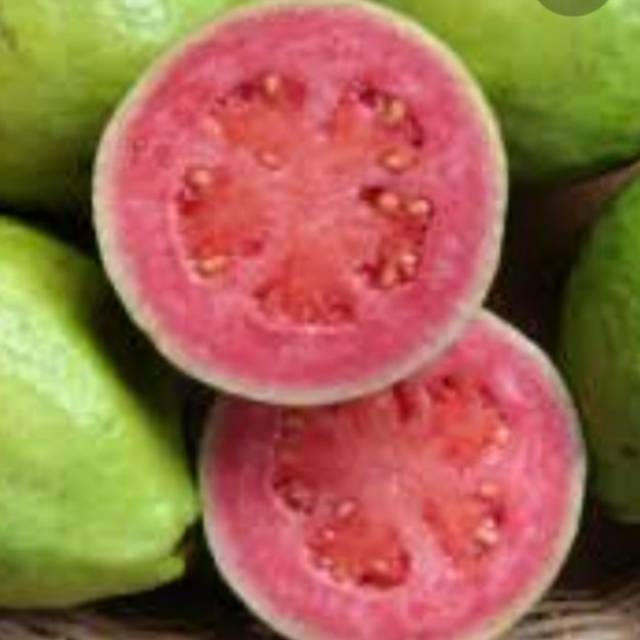 JUAL bibit/biji jambu merah/jambu biji/jambu klutuk 20biji