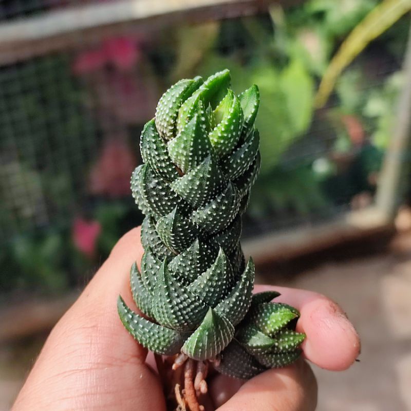 Haworthia coarctata tower sukulen unik