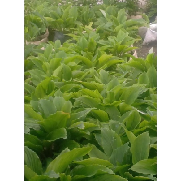 Kunyit Hitam (Kaempferia Parviflora)